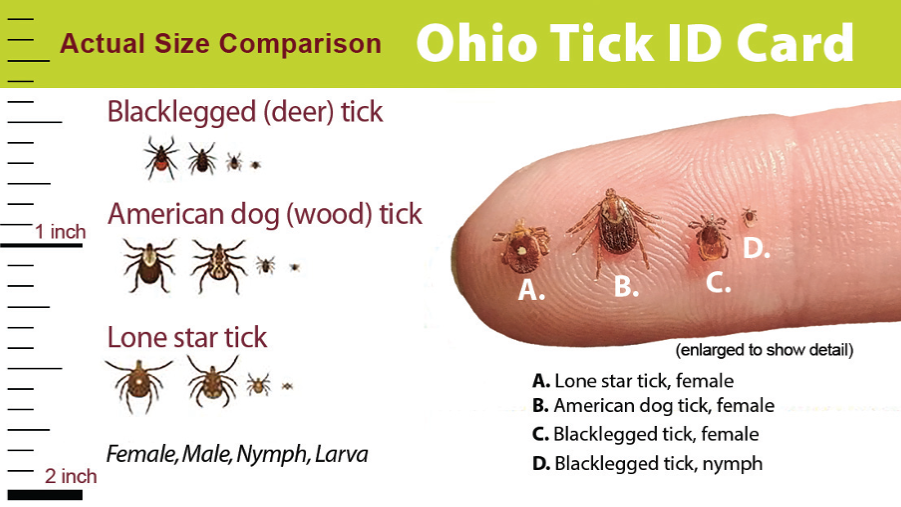 Ohio Tick ID Card